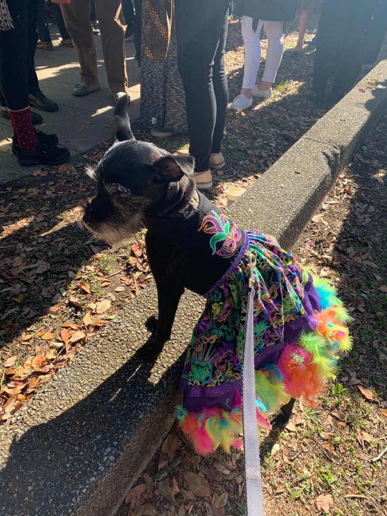 Dog in a Mardi Gras dress